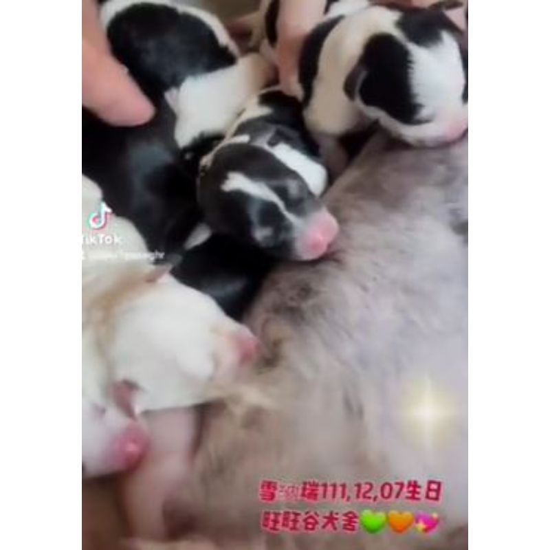 雪納瑞幼犬-雪納瑞幼