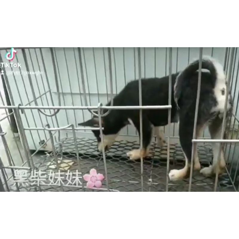 柴犬妹妹-柴犬幼犬買賣,台南柴犬幼犬買賣