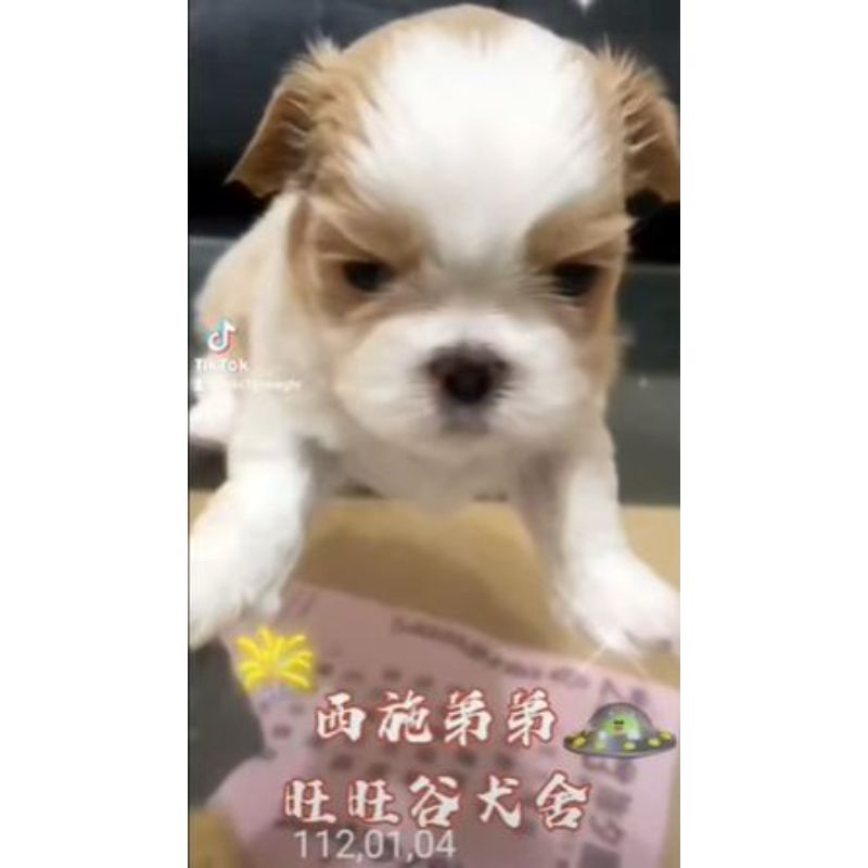 西施幼犬-西施幼犬買