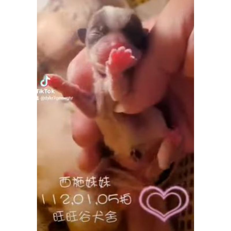 西施幼犬-西施幼犬買