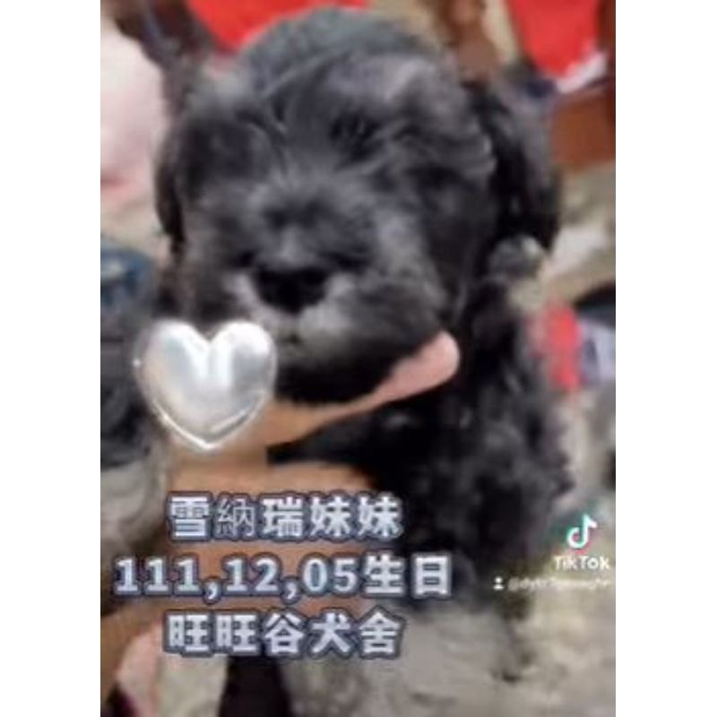 雪納瑞幼犬買賣-台南