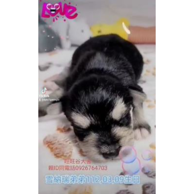 雪納瑞幼犬買賣-台南