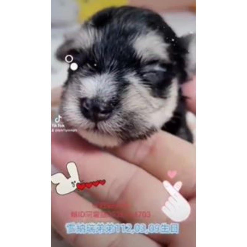 雪納瑞幼犬買賣-台南