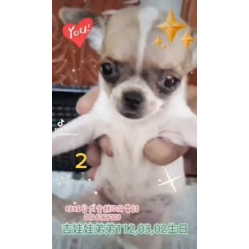 吉娃娃弟弟-吉娃娃幼