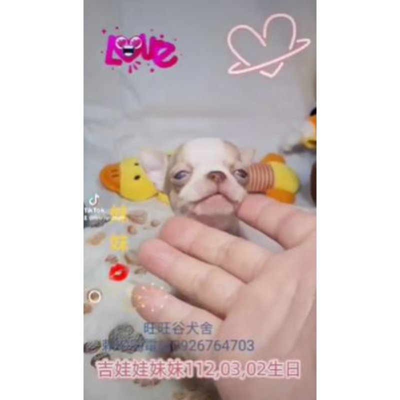 吉娃娃妹妹-吉娃娃幼