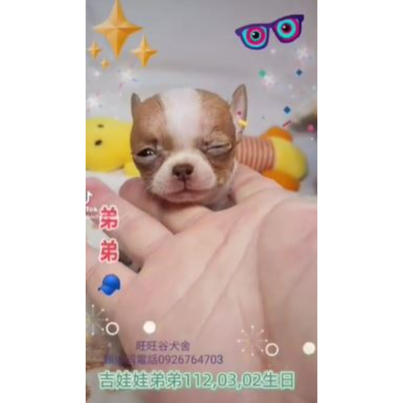 吉娃娃弟弟-吉娃娃幼