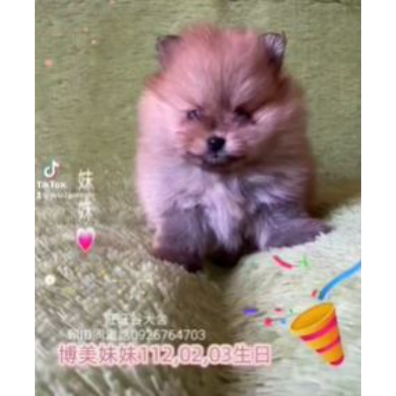 博美幼犬買賣-台南博