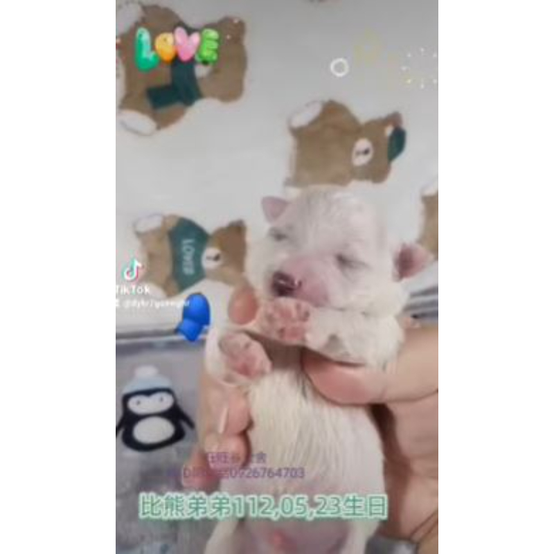 比熊幼犬-比熊幼犬買賣,台南比熊幼犬買賣