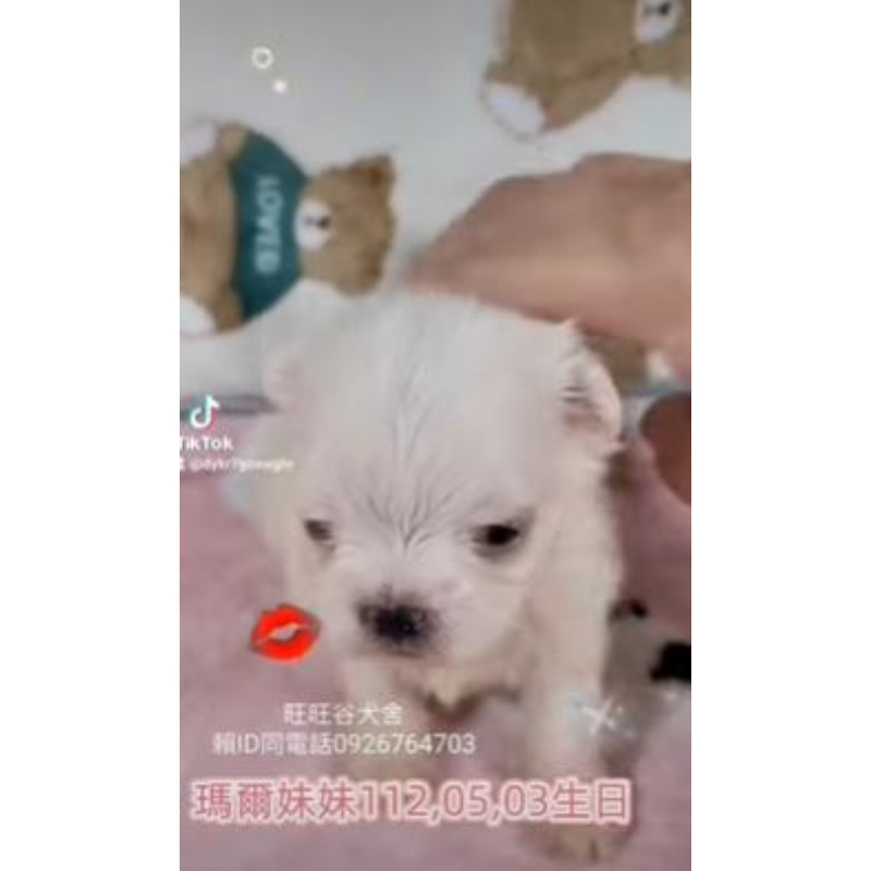 瑪爾濟斯幼犬-瑪爾濟