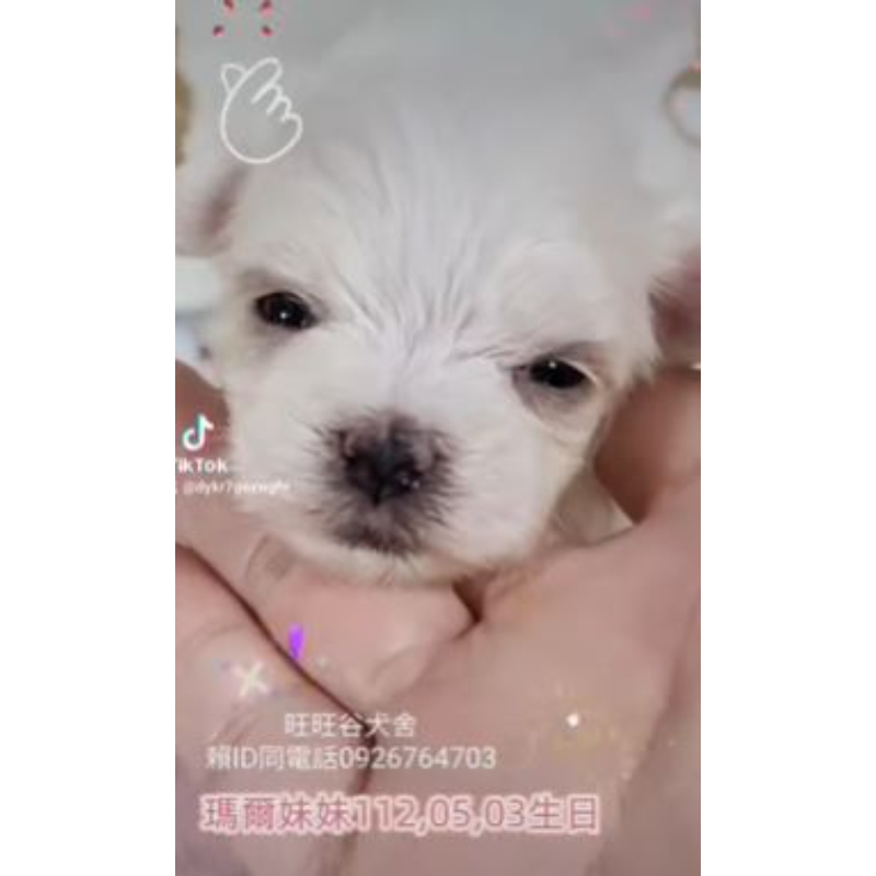 瑪爾濟斯幼犬-瑪爾濟斯幼犬買賣,台南瑪爾濟斯幼犬買賣