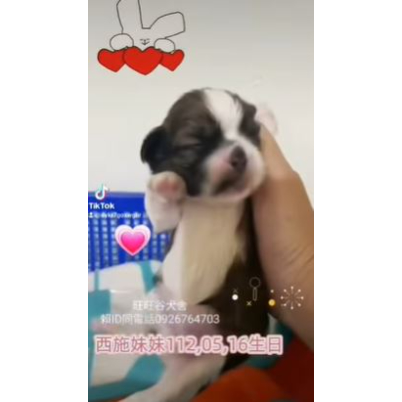 西施幼犬-西施幼犬買