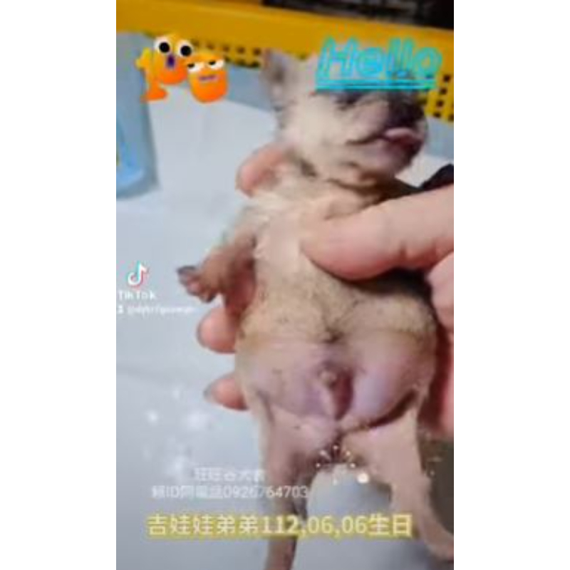 吉娃娃弟弟-吉娃娃幼犬買賣,台南吉娃娃幼犬買賣