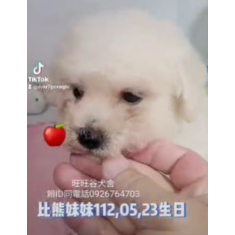 比熊幼犬-比熊幼犬買賣,台南比熊幼犬買賣