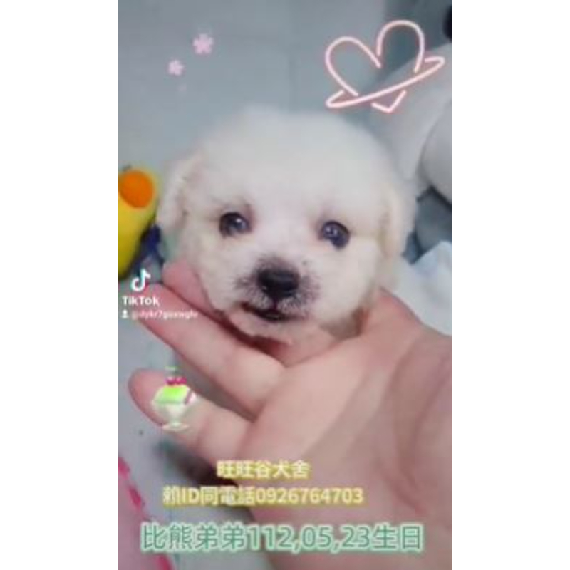 比熊幼犬-比熊幼犬買賣,台南比熊幼犬買賣