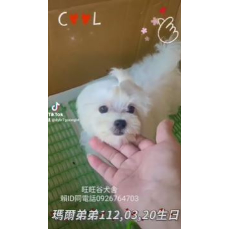馬爾濟斯弟弟-馬爾濟
