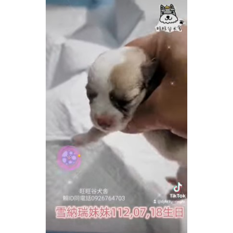 雪納瑞幼犬買賣-台南雪納瑞幼犬買賣 