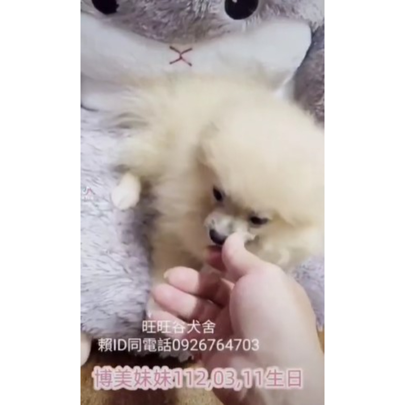 博美幼犬買賣-台南博