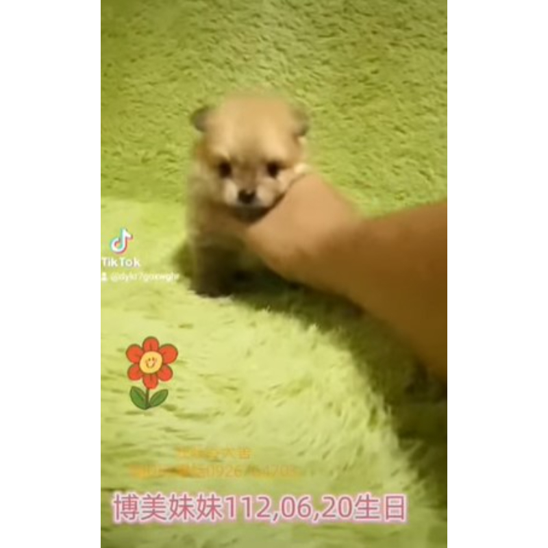 博美幼犬買賣-台南博美幼犬買賣 