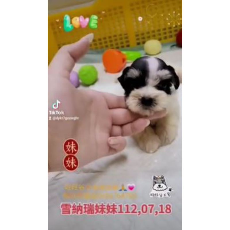 雪納瑞幼犬買賣-台南