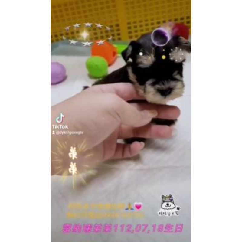雪納瑞幼犬買賣-台南