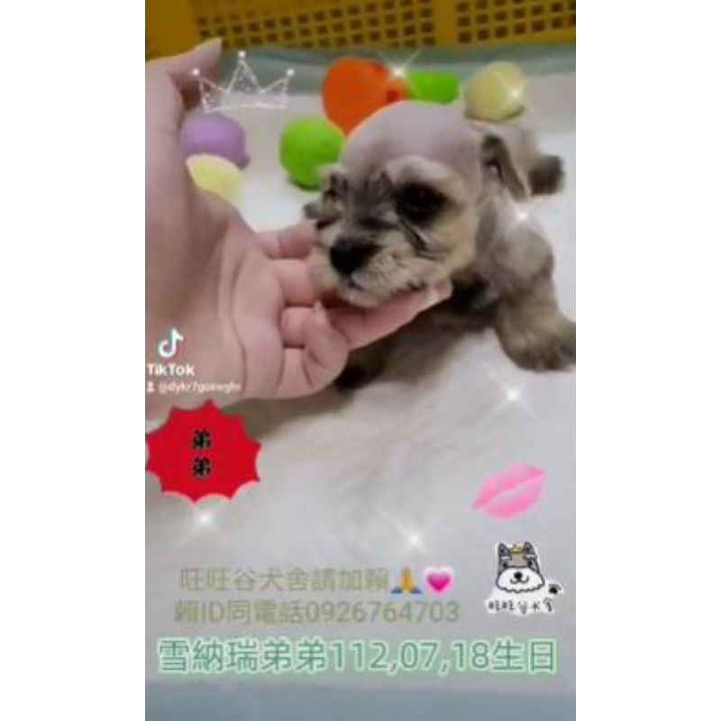 雪納瑞幼犬買賣-台南