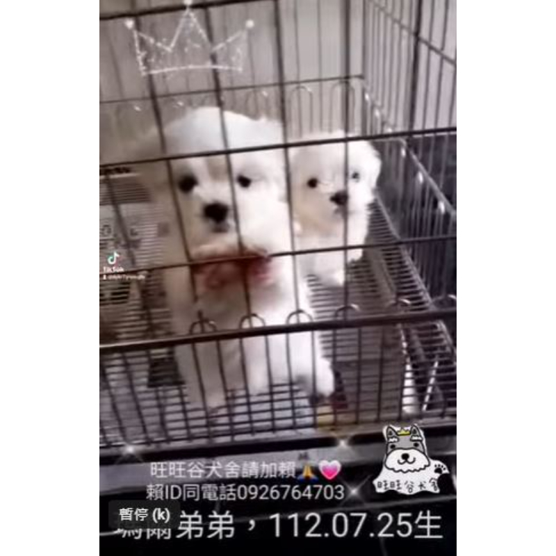 馬爾濟斯弟弟-馬爾濟