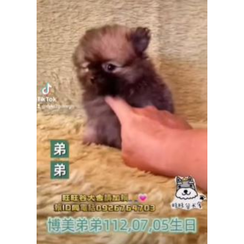 博美弟弟-博美幼犬買