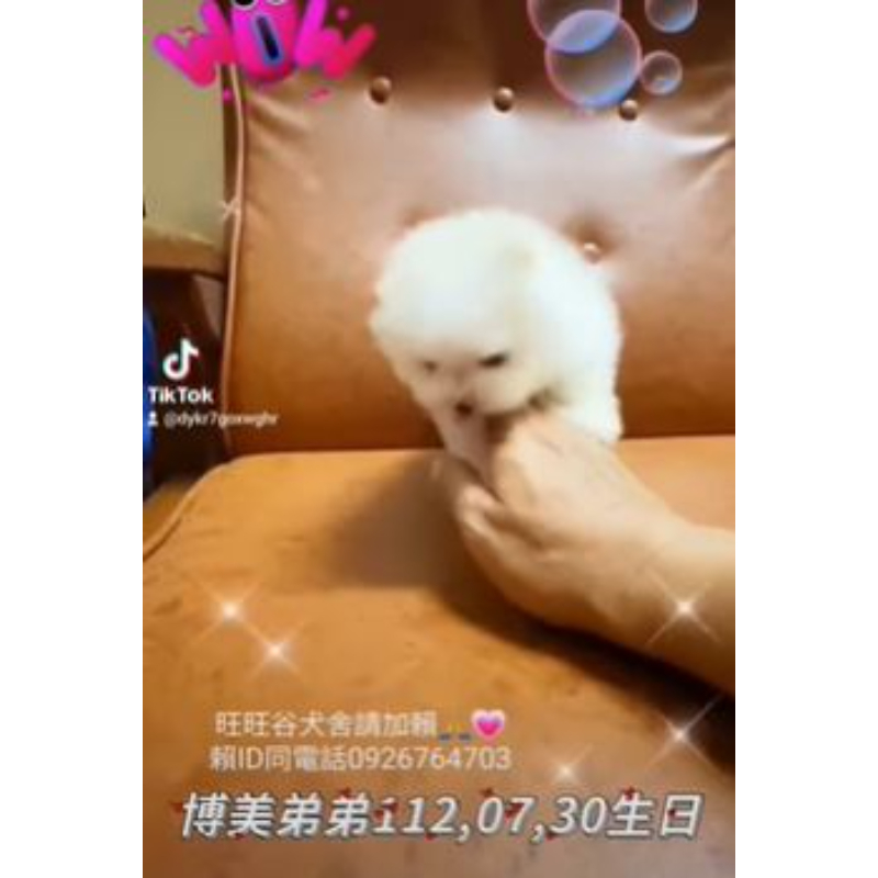 博美弟弟-博美幼犬買