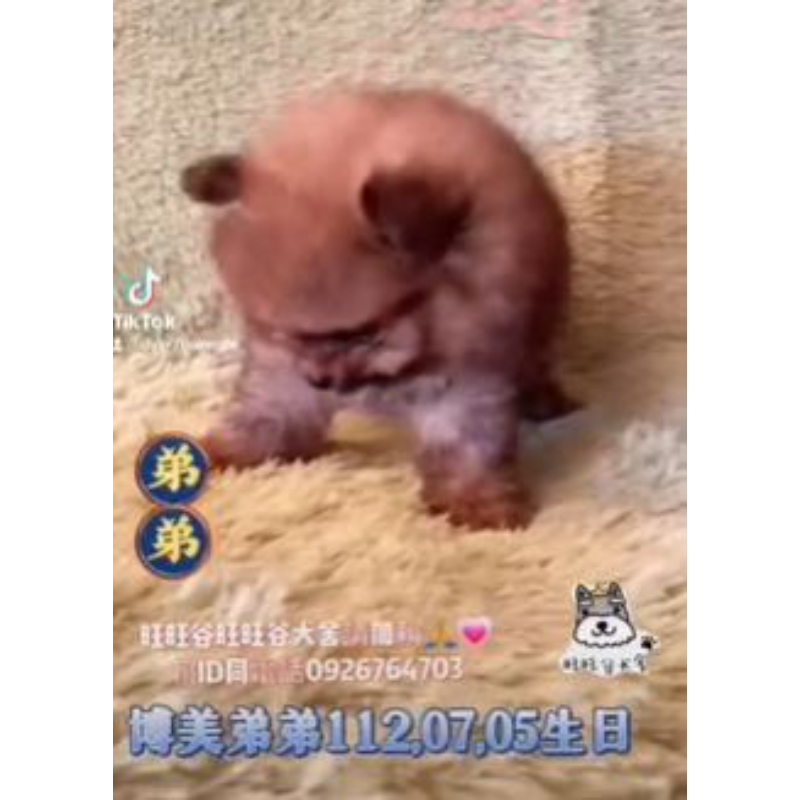 博美弟弟-博美幼犬買