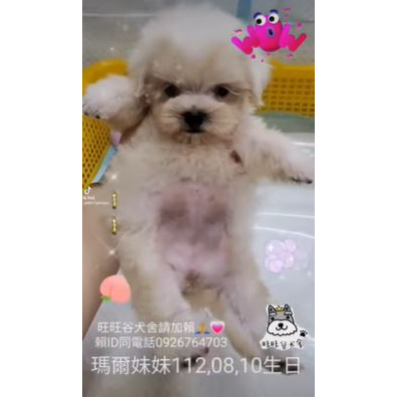 瑪爾濟斯幼犬-瑪爾濟斯幼犬買賣,台南瑪爾濟斯幼犬買賣