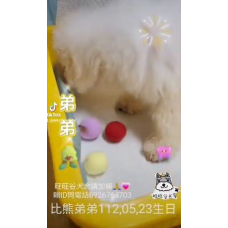 比熊幼犬-比熊幼犬買賣,台南比熊幼犬買賣