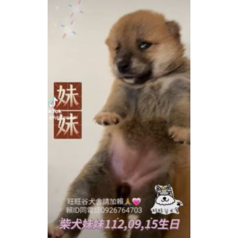 柴犬妹妹-柴犬幼犬買賣,台南柴犬幼犬買賣