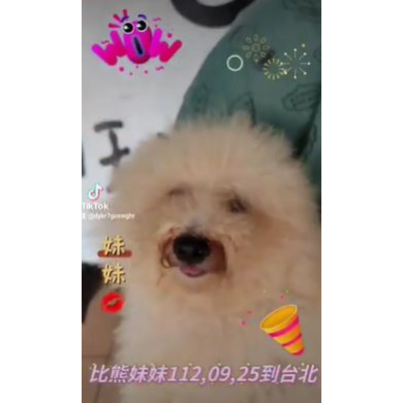 比熊幼犬-比熊幼犬買賣,台南比熊幼犬買賣