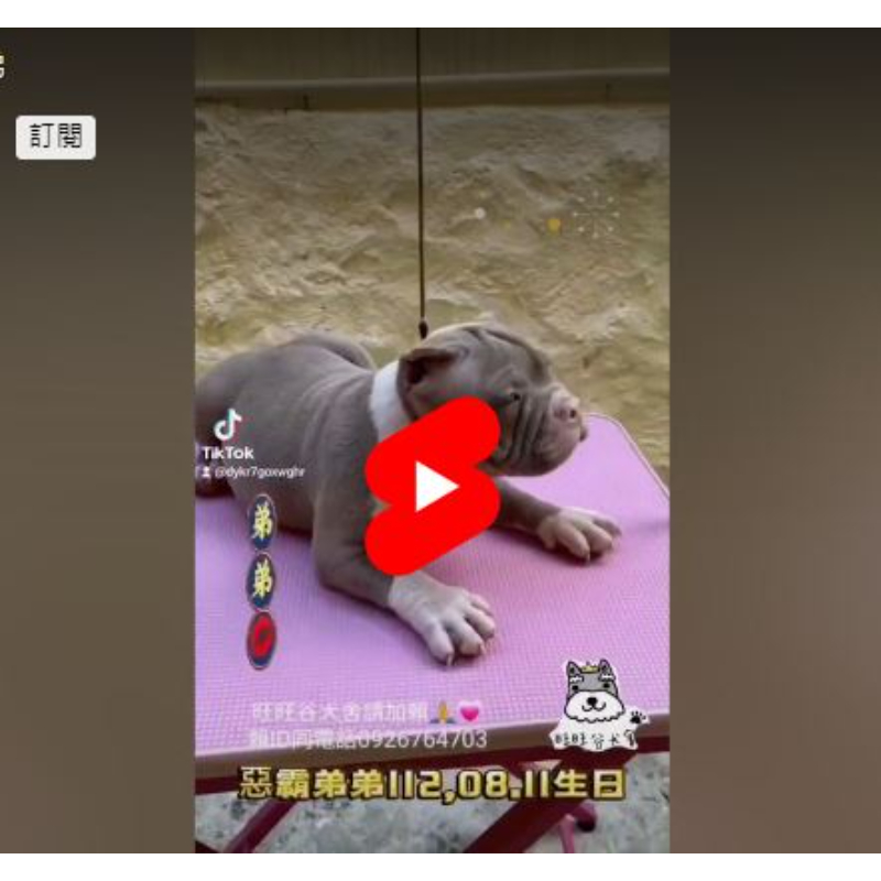 惡霸犬幼犬-惡霸犬幼犬買賣,台南惡霸犬幼犬買賣