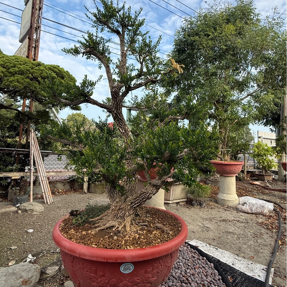 雀舌黃揚(金柳)