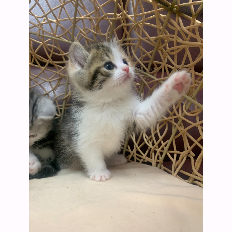 英國短毛捲耳加白貓