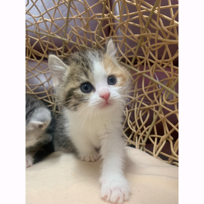 英國短毛捲耳加白貓