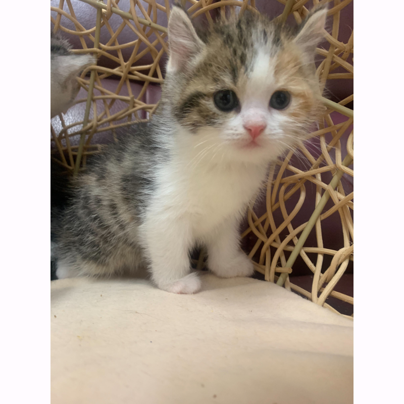 英國短毛捲耳加白貓