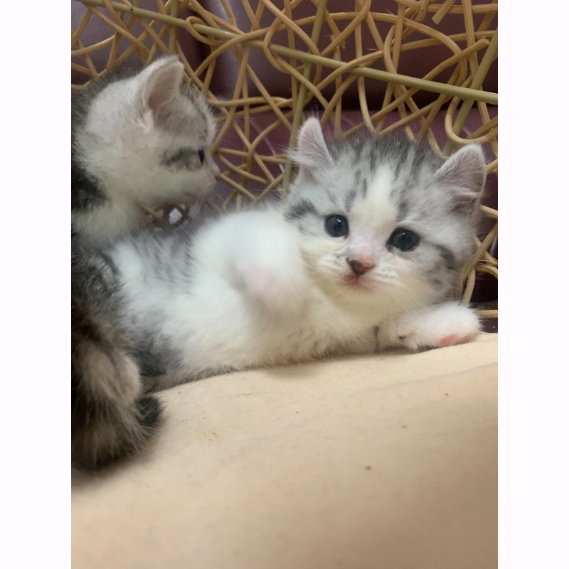 英國短毛捲耳加白貓