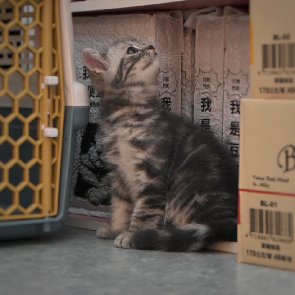 美國短毛貓 男寶寶 