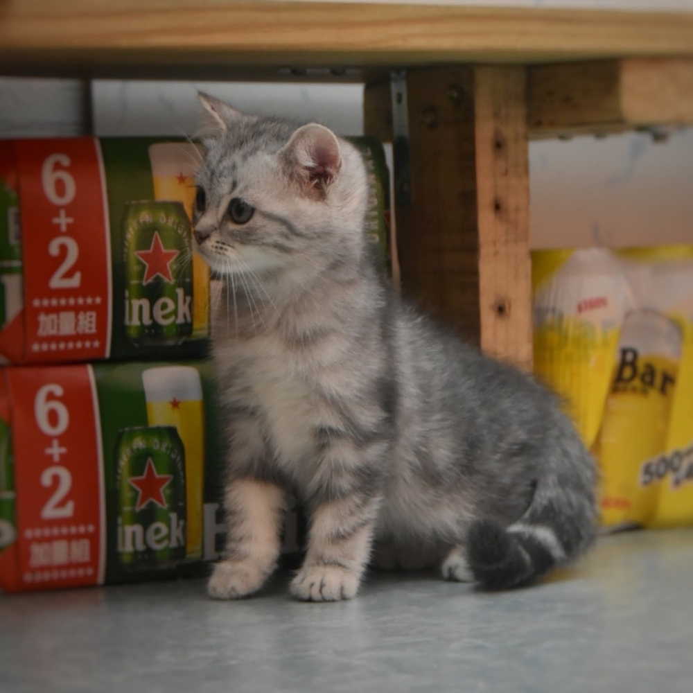 美國短毛貓 男寶寶 