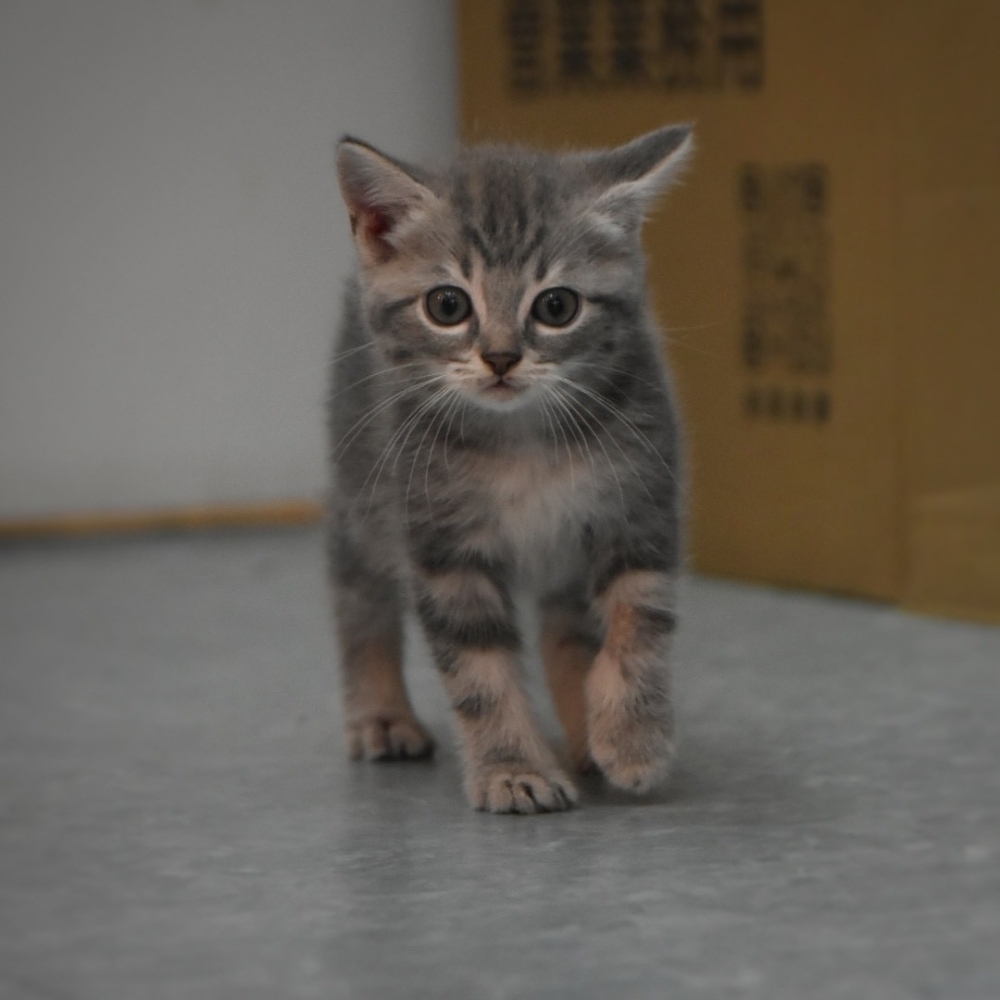 美國短毛貓 女寶寶 