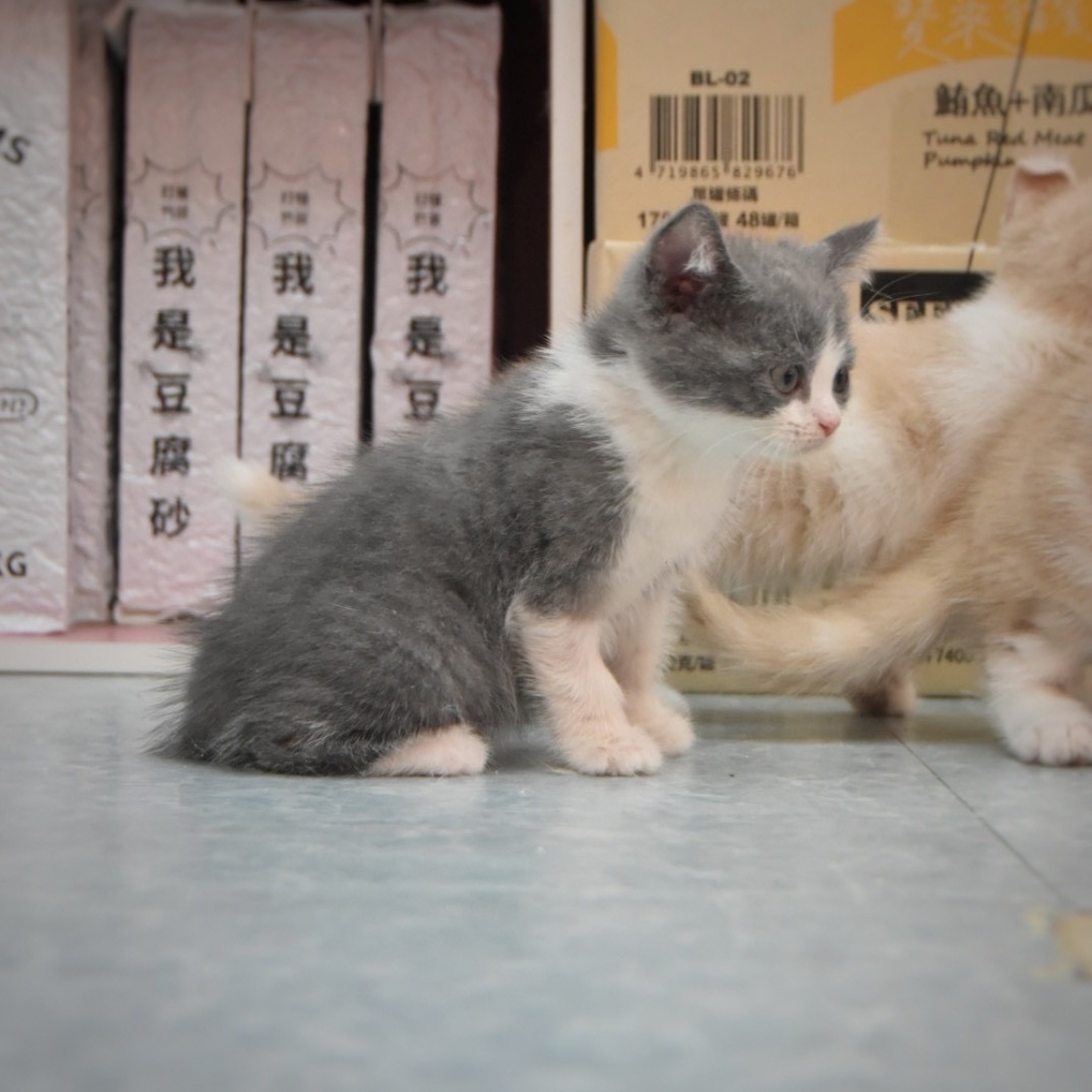 英國短毛貓 男寶寶 