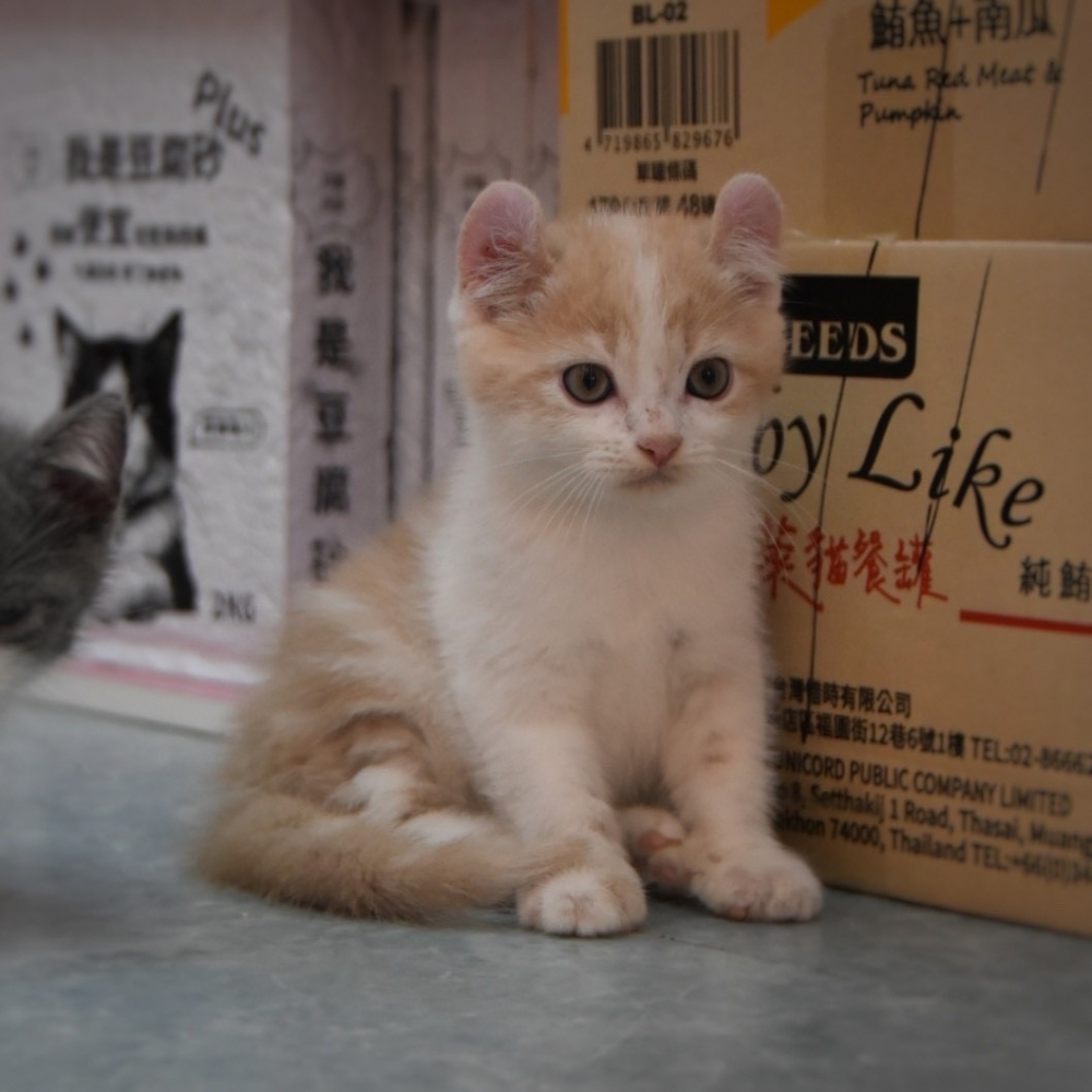 美國捲耳貓 男寶寶 