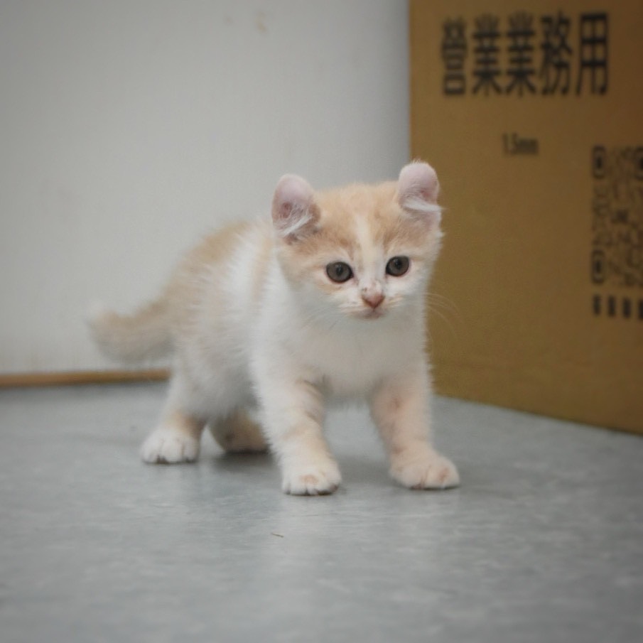 美國捲耳貓 女寶寶 