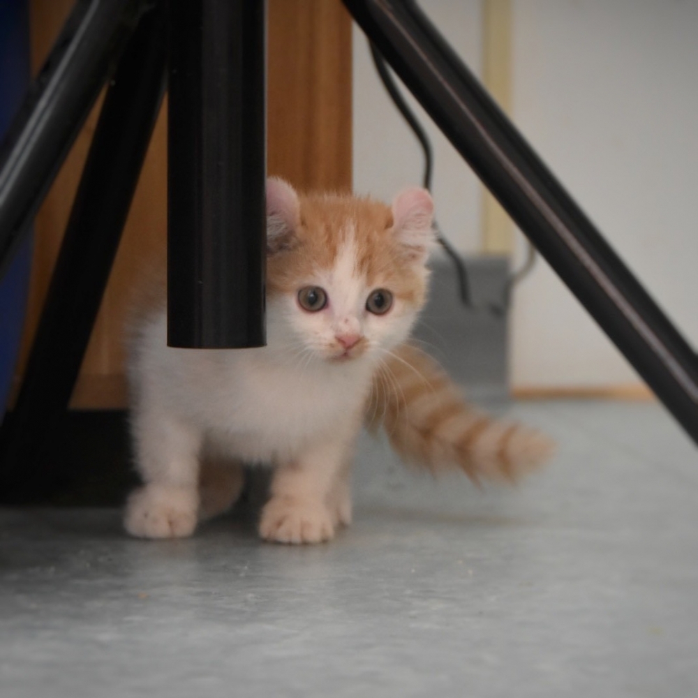 美國捲耳貓 男寶寶 