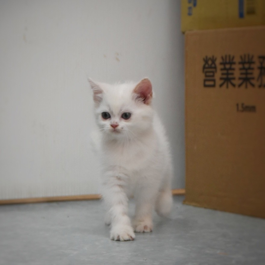 英國短毛貓 女寶寶 