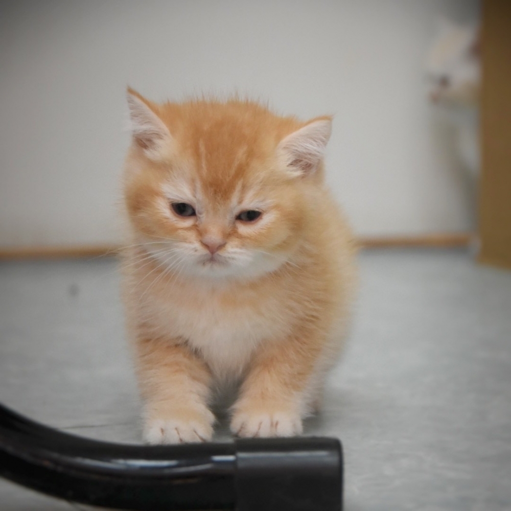 英國短毛貓 男寶寶 