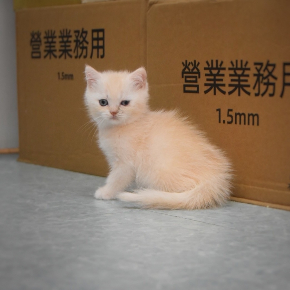 英國短毛貓 男寶寶 