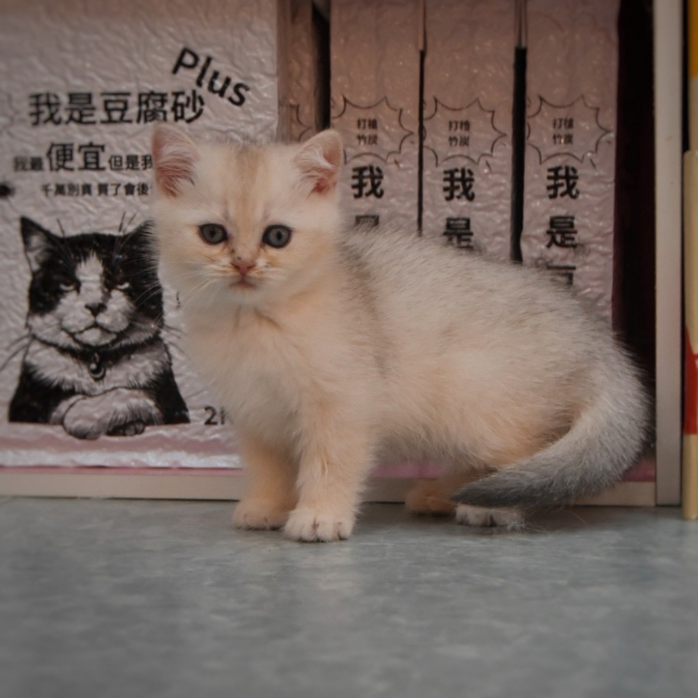 英國短毛貓  男寶寶